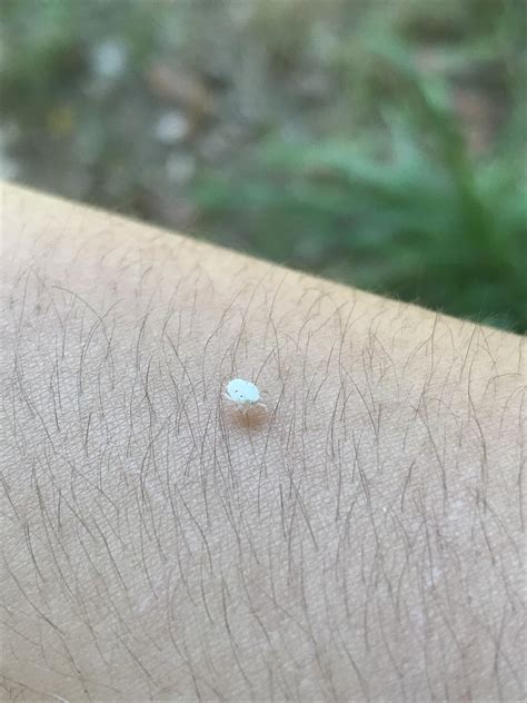 Tiny white bug. Things To Know About Tiny white bug. 